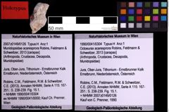 Foto (Objekt + Etiketten) von Octoeurax acaresprora (Robins, Feldmann & Schweitzer, 2013) (NHMW-GEO-1990-0041-0304)